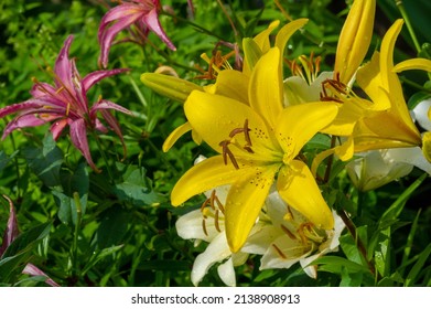 Lilium represent love, ardor and affection for your loved ones, while orange lilies symbolize happiness and warmth. Lilium longiflorum, an Easter lily, is a symbol of Easter