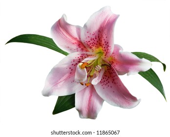 4,938 Lily Stargazer Images, Stock Photos & Vectors 