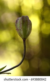 Lilium Superbum