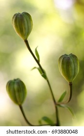 Lilium Superbum