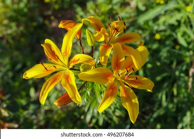 Lilium - Superbum. Beautiful Flower Lily.