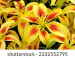 Lilium 