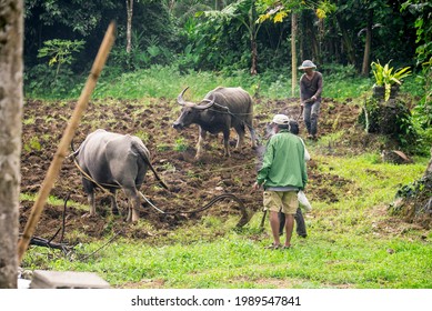 1,991 Farmer with carabao Images, Stock Photos & Vectors | Shutterstock