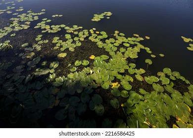 Liliy  Pads On The Water Seen From Above