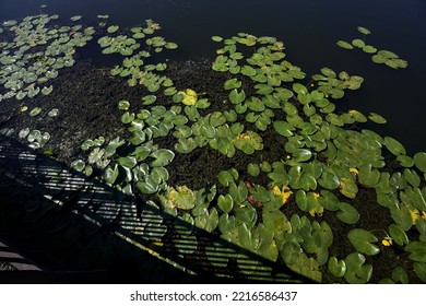 Liliy  Pads On The Water Seen From Above