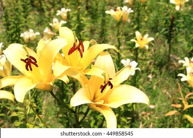 カサブランカ 花 の画像 写真素材 ベクター画像 Shutterstock