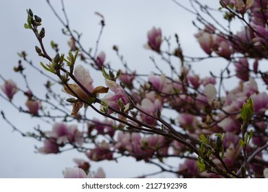 Lille, France - Spring Flowers