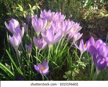 Lille Spring Flowers