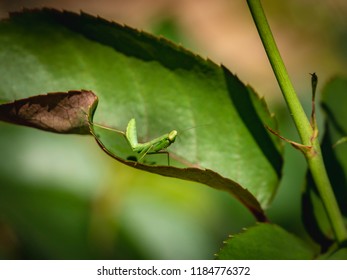 A Lillie Child Praying Mantis Sits On A Leaf Of A Rose. Macro Of Small Hunter Or Mantis Religiosa In A Natural Habitat Under Natural Light.