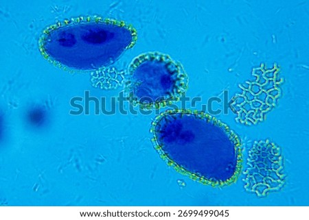 Lillium anther under Optical Microscope