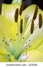 A Lillium Flower