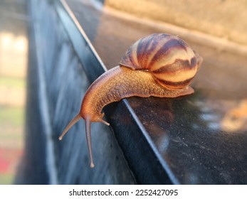 Lillle snail on the black stone stair. - Shutterstock ID 2252427095