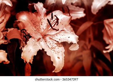 Lilly flower with  dramatic tone  , selective focus
