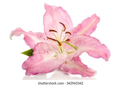 Lilly Flower Isolated On White Background