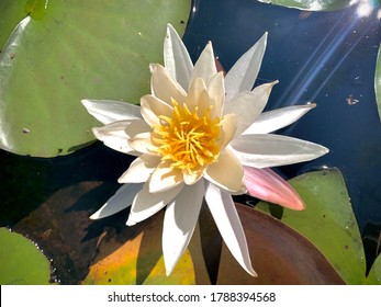 Lilly Pad Flower In A Beautiful Swamp