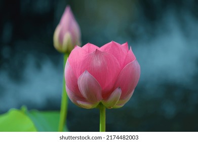 Lilly Pad Flower And Frog On Pond