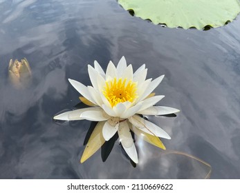 Lilly Pad Flower In The Okefenokee Swamp