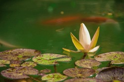 Lilly Pad And Koi Fish In A Pond