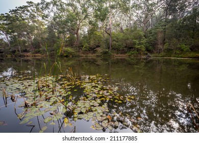 Lilly Pad, Lake Parramatta Sydney Australia