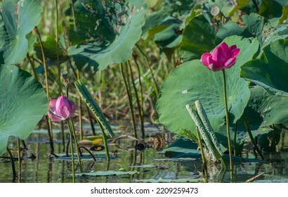 Lilly Pad Plant And Flower Floating In A River