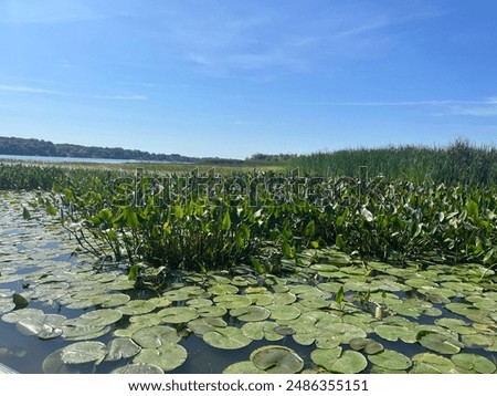 Lilly pad pond under blue sky