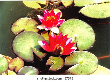 lilly pads in bloom