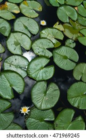 Lilly Pads With Clouds