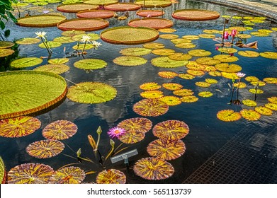 Lilly Pads And Flowers