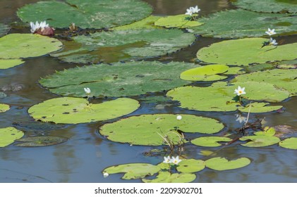 Lilly Pads And Flowers In A Pond