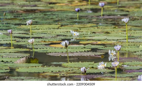 Lilly Pads And Flowers In A Pond