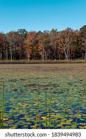 Lilly Pads And Grass In Pinewoods Lake In Mark Twain National Forest