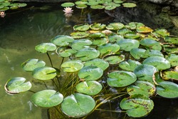 Lilly Pads In A Koi Fish Pond