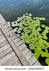 Lilly Pads next to dock