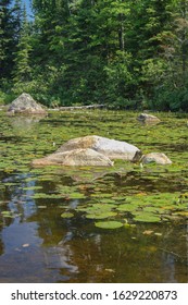 Lilly Pads On Lake In The Boundary Waters Canoe Area Wilderness.