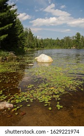 Lilly Pads On Lake In The Boundary Waters Canoe Area Wilderness.