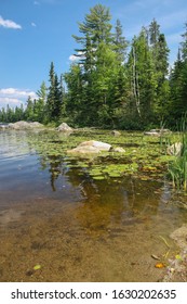 Lilly Pads On Lake In The Boundary Waters Canoe Area Wilderness.