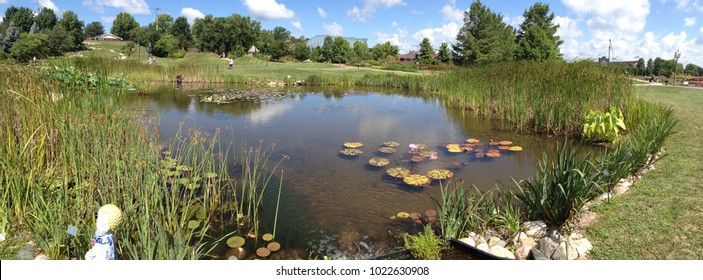 Lilly Pads on a Pond - Powered by Shutterstock