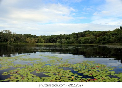 Lilly Pads On A Pond