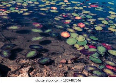 Lilly Pads On The Surface Of Pinewoods Lake In Mark Twain National Forest