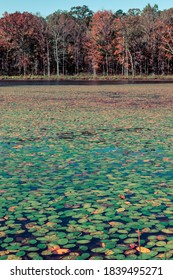 Lilly Pads In Pinewoods Lake In Mark Twain National Forest