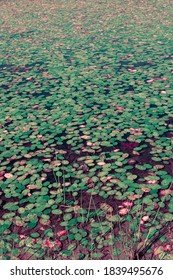 Lilly Pads In Pinewoods Lake In Mark Twain National Forest