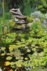 Lilly Pads, Water Plants, Reeds And Succulents Growing In A Koi Fish Japanese Pond In A Home Backyard. View Of A Tranquil, Calm And Serene Lake Feature In Covered In Fresh Green Flora In The Garden