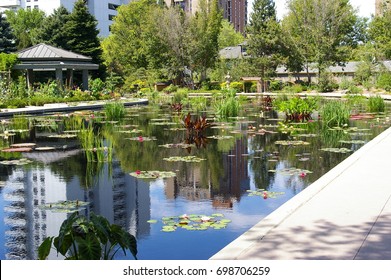Lilly Pond In The Denver Botanic Gardens