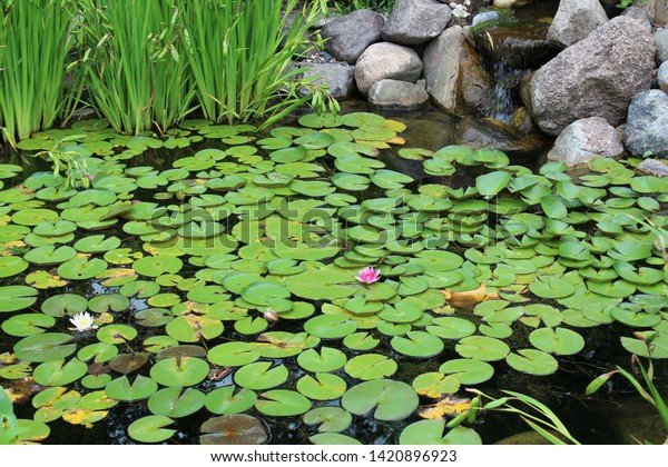 Lilly Pond Green Bay Botanical Gardens Stock Photo Edit Now