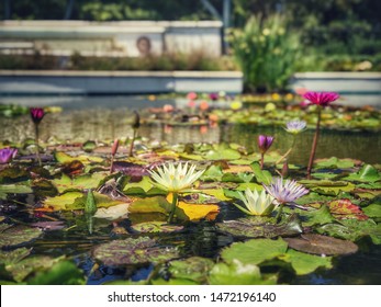 Lillypad flowers blooming in the sun in a small pond in California, pink yellow and purple Lillypad flowers, colorful assortment of flowers in a pond with Lillypad’s, colorful water.