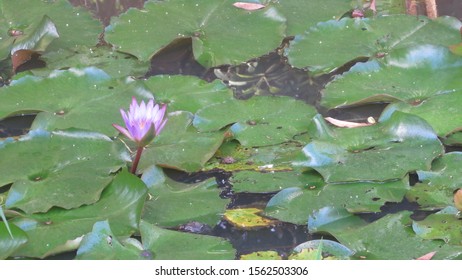 Lillypad resting on top of water