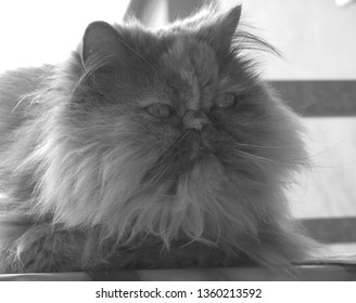 Lilo The Persian Gray Cat