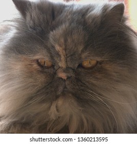 Lilo The Persian Gray Cat