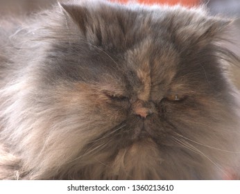 Lilo The Persian Gray Cat