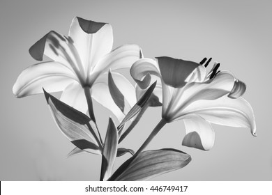 Black And White Lily Images Stock Photos Vectors Shutterstock